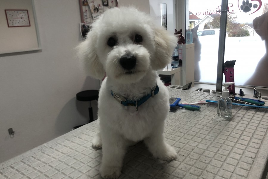 Bichon Fris Max (nachher)