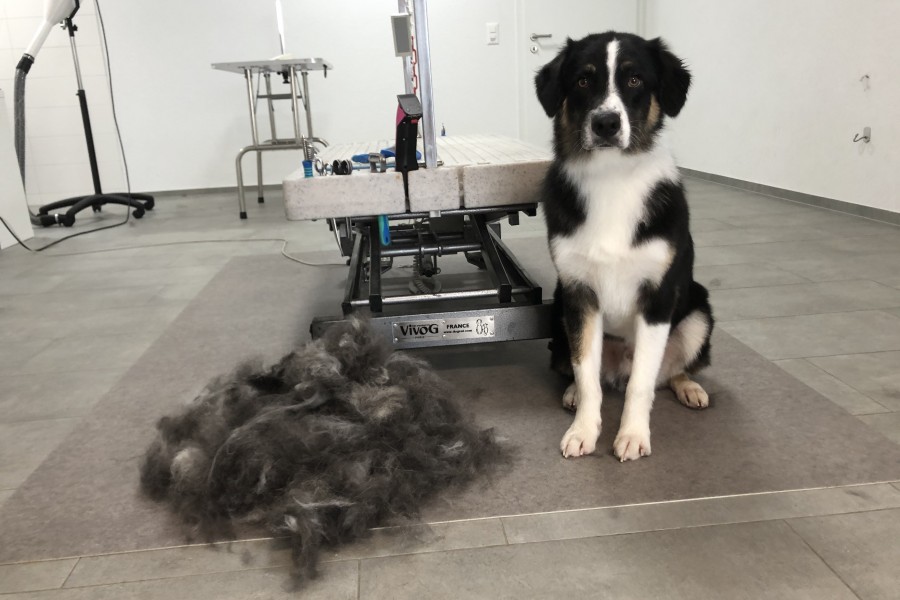 Australian Shepherd Bombay (nachher)